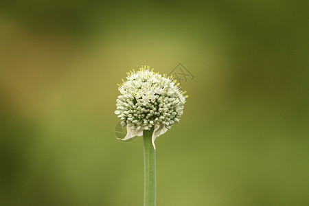 季节美丽的在花园洋葱超过绿色远离焦点背景季节图片