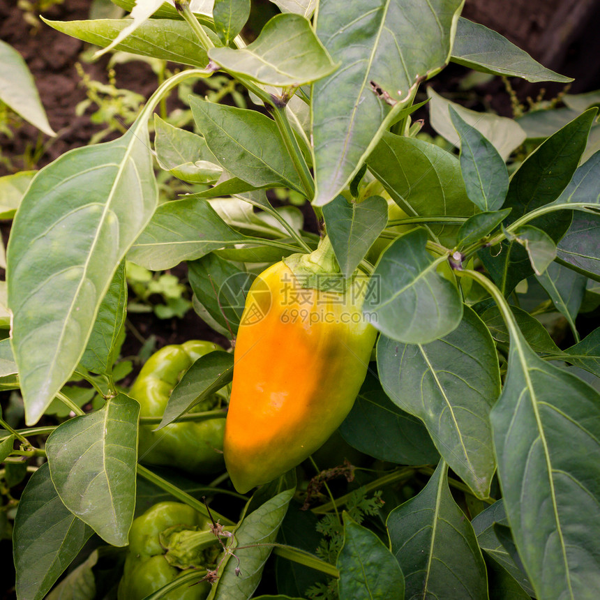 黄色的胡椒衬套绿辣生长在花园的植物上图片
