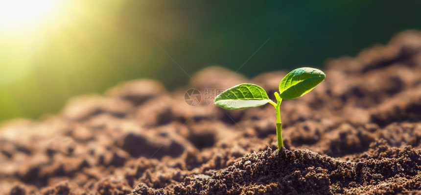 土壤里的植物发芽生长图片