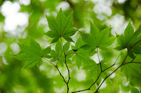 休息绿树叶背景作为背景结构的一枝绿色树叶娱乐户外图片