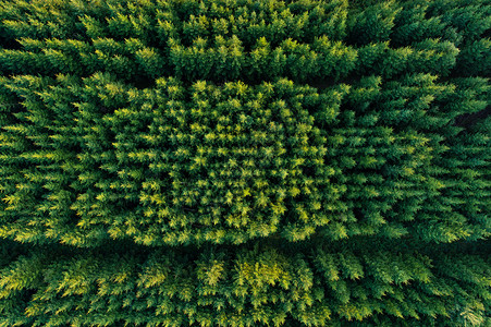 环境风景秋天绿色青毛松树丛生的花岗林种植园环景图片