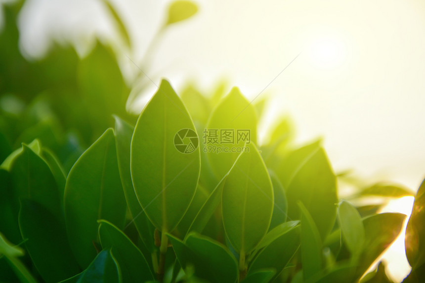 绿色叶含模糊背景概念抽象的春天闪亮图片