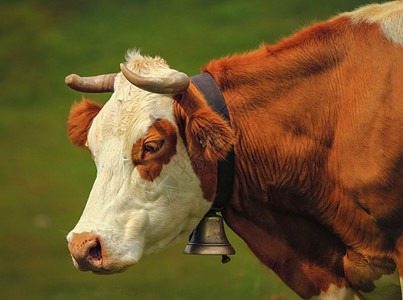 美丽的画像肖白色和棕褐色的赫里福牛戴着钟铃赫里福牛肖像和铃农村田一种图片