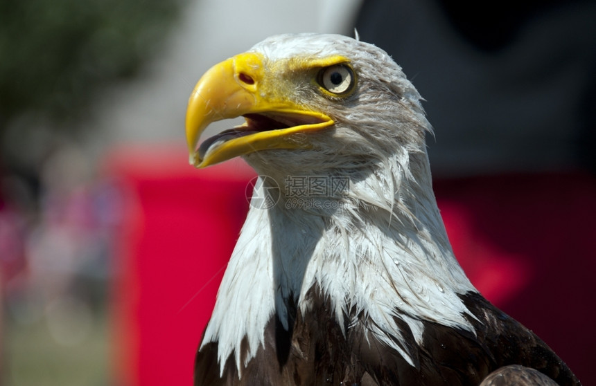 雄伟冷静的鹰警报在荷兰观看鸟类表演美国图片