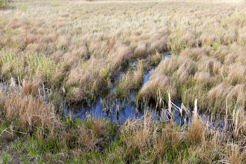 春天自然河季沼泽中新旧的青草紧闭沼泽图片