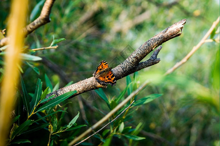 荒野花瓣小蝴蝶坐在绿叶树枝上的植物图片