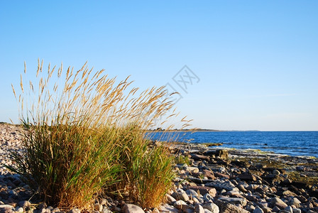 在一个石质海岸旁的闪光草原上天空海滨点亮图片