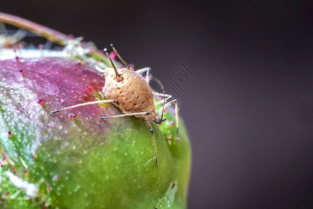 昆虫农业植物上的子惊人详细宏虱子图片