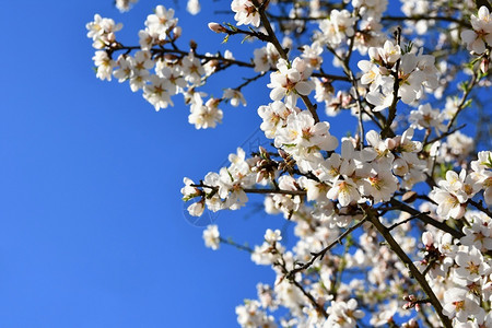 樱桃盛开春树美丽的花朵杏仁图片