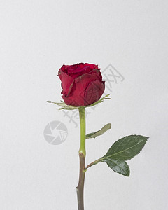 高的顶视图盛开红玫瑰浪漫花头图片