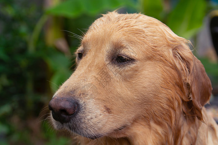 快乐的金毛猎犬面部特写肖像脸夏天图片