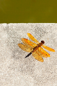 野生昆虫蜻蜓图片