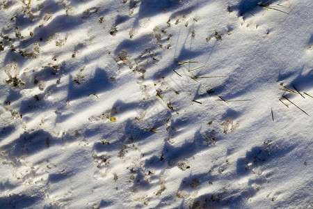 冬季积雪使草地渡过冬季的风场地晴天景优美图片