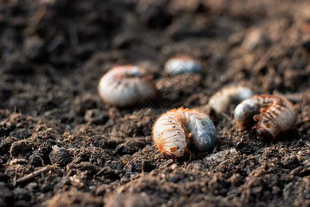 棕色的沟甲虫许多幼都埋在贫瘠的土壤中象鼻虫图片