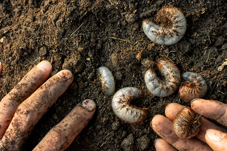 野生动物地面沟甲虫的许多幼都埋在贫瘠的土壤中背景图片