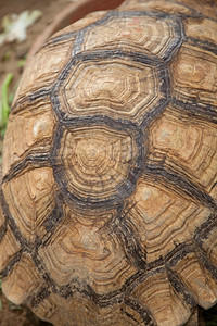 健康动物园内的大型海龟繁殖区卡拉帕斯的风格和颜色不同寻常濒危图片