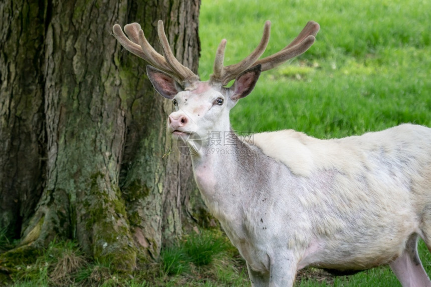 发情自然界中的白小鹿稀有化小鹿Damadama濒临灭绝的动物麈草图片