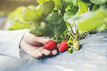 农场里的草莓图片