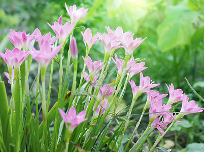 太阳花园玉石粉红色花朵开的挂背景