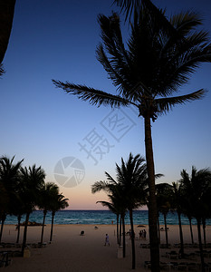 日落海滩上的椰子树图片