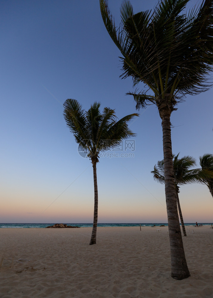 岛亚洲树日落有棕榈图片