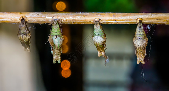 全龄化循环蛱蝶科昆虫养殖蝴钴外来昆虫物种蛋白栽培背景的大型闭合背景