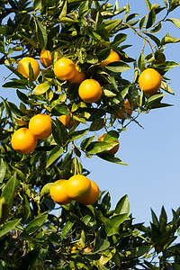 橙子树上的橙子图片