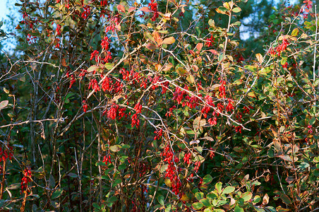 加里宁格勒樱桃红莓成熟的草在布什树枝上在灌木丛的树上分支叶图片