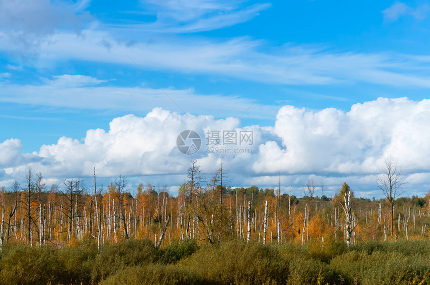草旅行沼泽中枯萎的树干美丽沼泽地中枯萎的树干风景图片