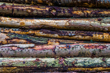 行业伐木工人树干皮木原森林砍伐和自然背景的形态木制图片
