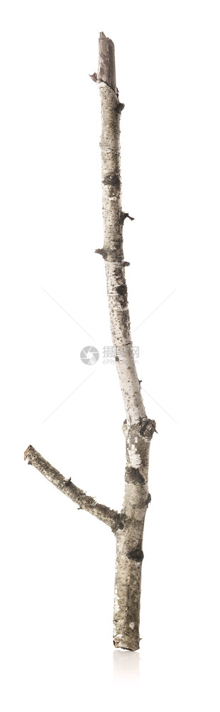 单身的桦木干枝在白色背景下被隔离桦木干枝抽象的损害图片