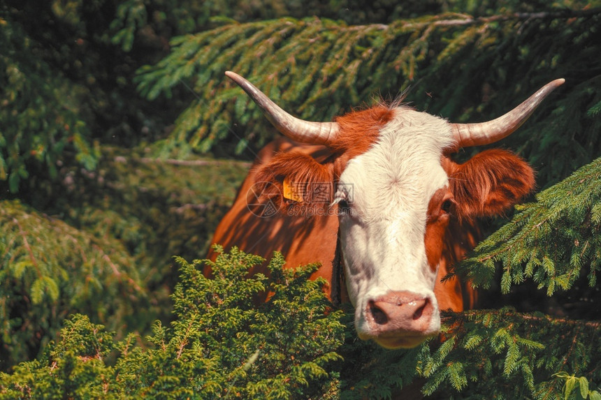 场地野生动物夏日一头奶牛在山上森林的树中横穿丛复制文字空间自然中的家畜首观好奇自由和信任概念夏天图片