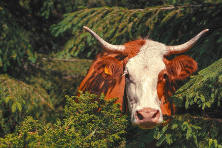 牛首胜境场地野生动物夏日一头奶牛在山上森林的树中横穿丛复制文字空间自然中的家畜首观好奇自由和信任概念夏天背景