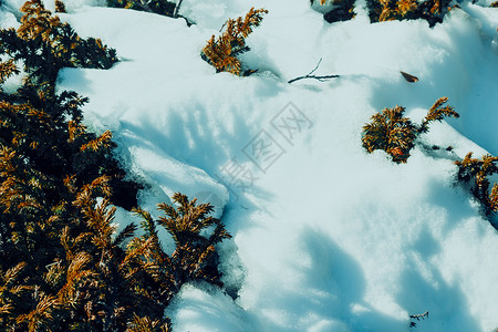 庆典山坡上积雪背景的松树分支下雪常绿图片