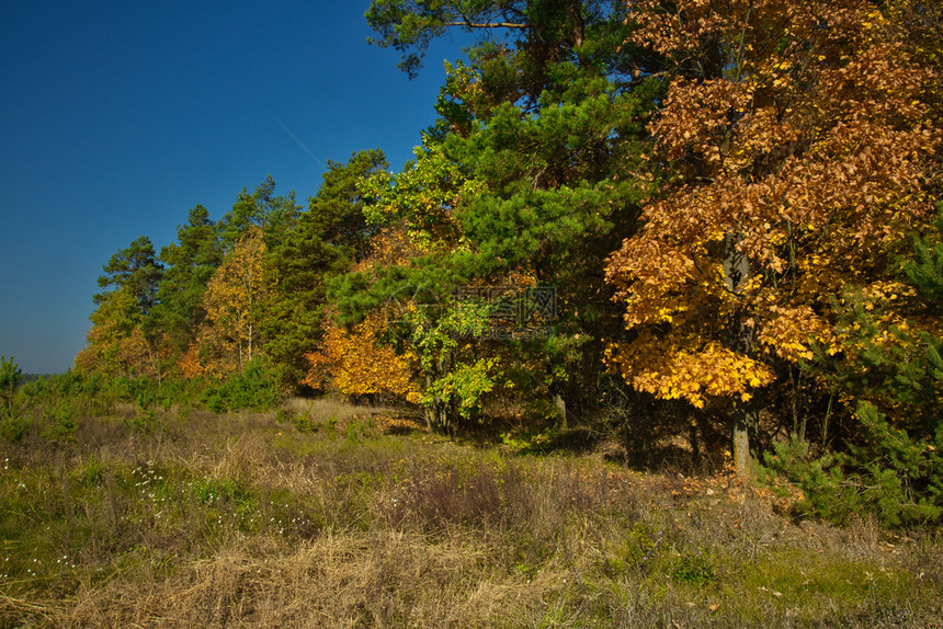 清除风景森林边缘的观多彩秋叶一片草原的段清蓝天空10月波兰秋天绿色水平的图片
