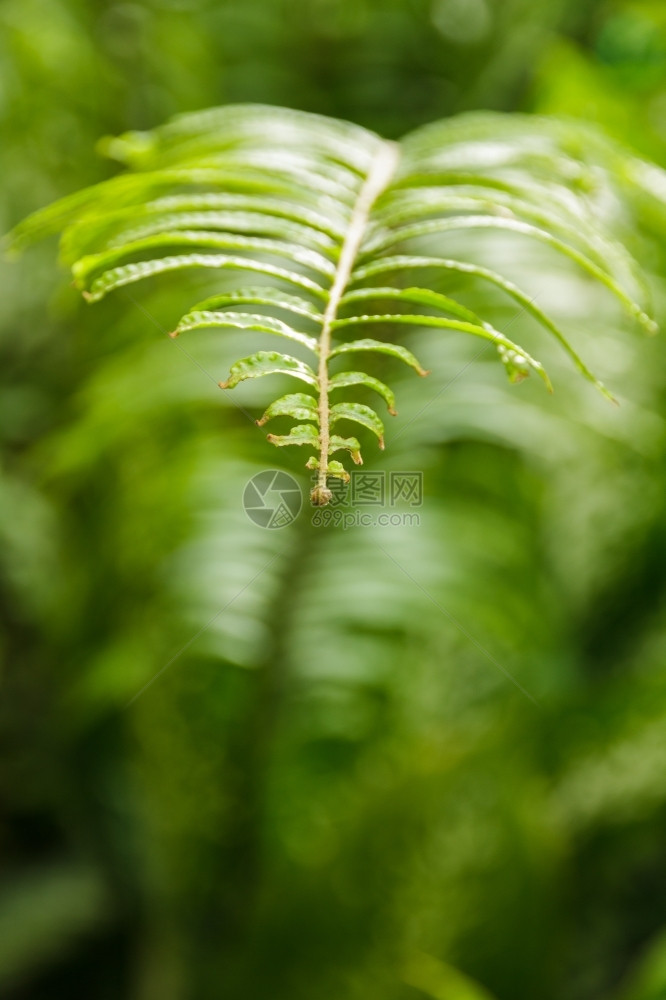 冒险户外叶子泰国的茶林森绿野叶图片