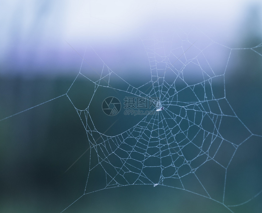 抽象的蜘蛛编织网上的露水昆虫编织的蜘蛛网上几何水平图片