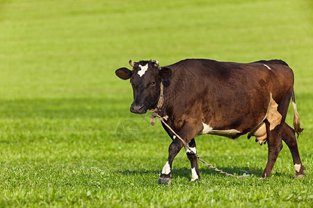 草原农场上的牛高清图片