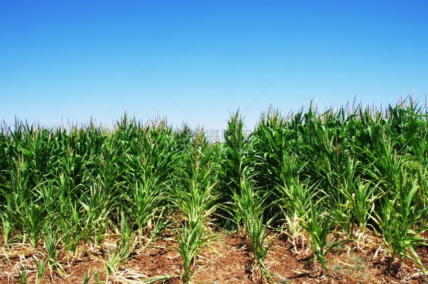 葡萄牙南部的绿玉米田葡萄牙南部生态的乡村麦田图片