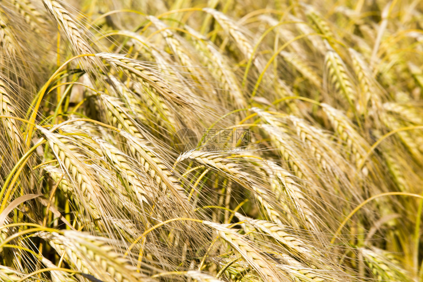 长钉在农业田地上关闭黑麦的耳朵农业活动红麦山雀场地自然图片