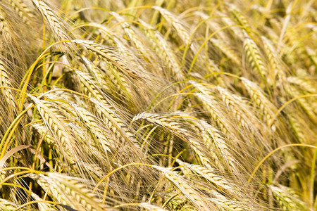 长钉在农业田地上关闭黑麦的耳朵农业活动红麦山雀场地自然背景图片