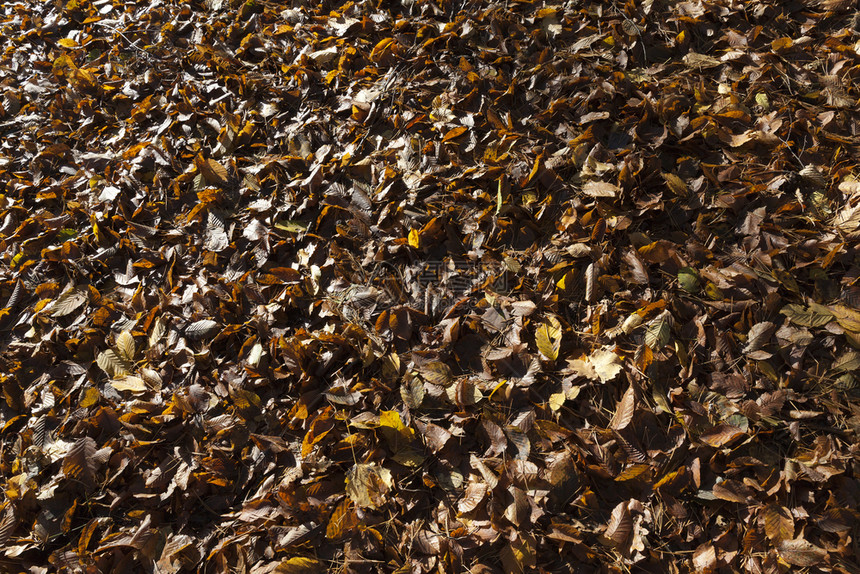 秋季落在地上的枯树老叶子上紧闭的湿润和腐烂树叶子贫穷衰变黄色图片