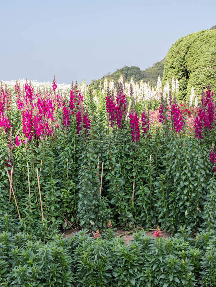 植物园花棚里有粉红的松竹花细节瓣精彩的图片