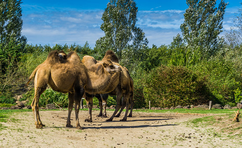 蓝色的毛皮在自然景观中齐聚一堂的双撞骆驼群树木背景图片