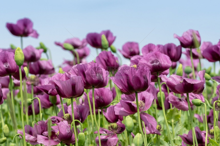 景观蓝色的自然在领域紫色花somniferum图片