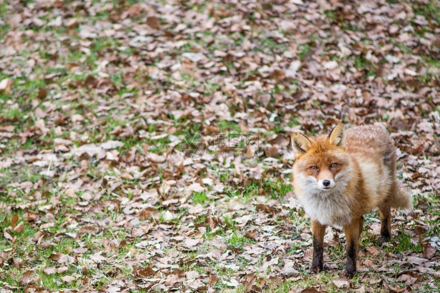 红狐狸Vulpesvulps站在看着镜头捕食者鼻子洞图片