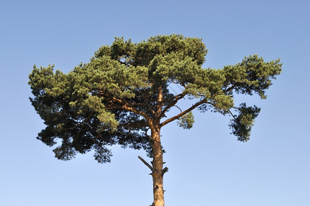 环境孤青蓝天空背景的松树之冠阳光明媚的夏日树枝图片
