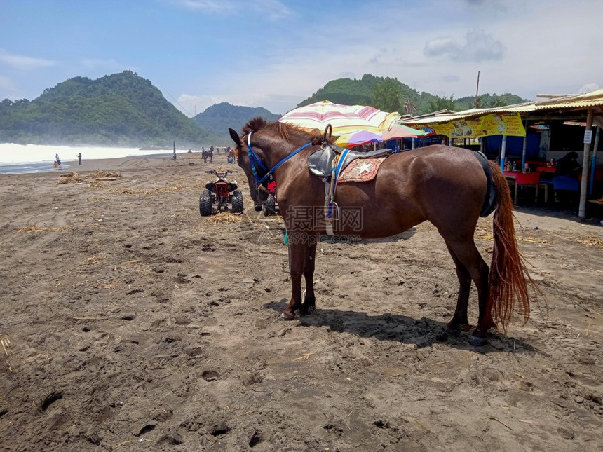 假期马在海滩边的滨oopicapi海岸线图片
