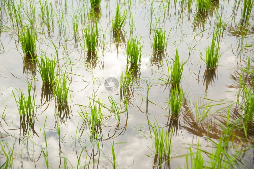 叶子景观稻田里有新鲜绿色的稻米是大谷物棕色图片