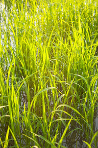 农业稻田里有新鲜绿色的稻米是大谷物新鲜主食图片